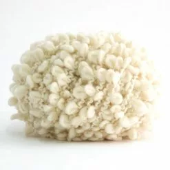 Lankava Pampula-neulelanka